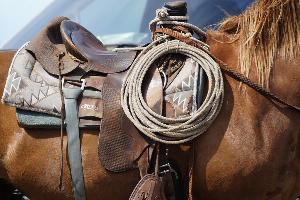 A paniolo’s set up at Kuahiwi Ranch is photographed while driving cattle Tuesday, June 24, 2025, in Nāʻālehu. The on-going drought is wreaking havoc on grass-fed cattle ranching. (Kevin Fujii/Civil Beat/2025)