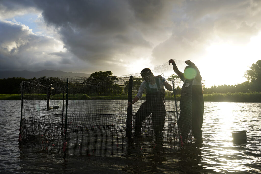 The sun begins to set as Mairin Murphy, left, and Carly Kano set up a trap Monday, July 7, 2025, at the Hanalei National Wildlife Refuge in Hanalei. They’re working with the University of Texas El Paso, U.S. Fish & Wildlife and other hui to count Kōloa Maoli, the native Hawaiʻian duck. The plan was to translocate them to Oʻahu. But the low numbers are forcing them to keep the population on Kauaʻi and study the population. (Kevin Fujii/Civil Beat/2025)