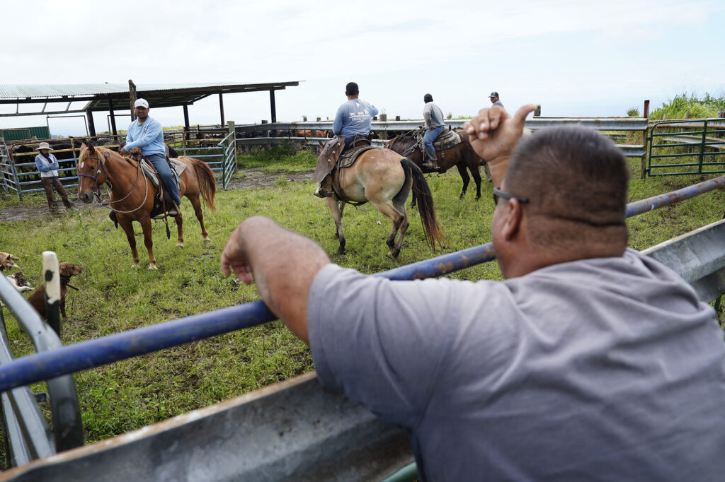 Kuahiwi Ranch’s Guy Galimba gives instructions to his daughter Kealia Galimba, from left, son Grant Galimba and other hired hands to move cattle Tuesday, June 24, 2025, in Nāʻālehu. The on-going drought is wreaking havoc on grass-fed cattle ranching. (Kevin Fujii/Civil Beat/2025)