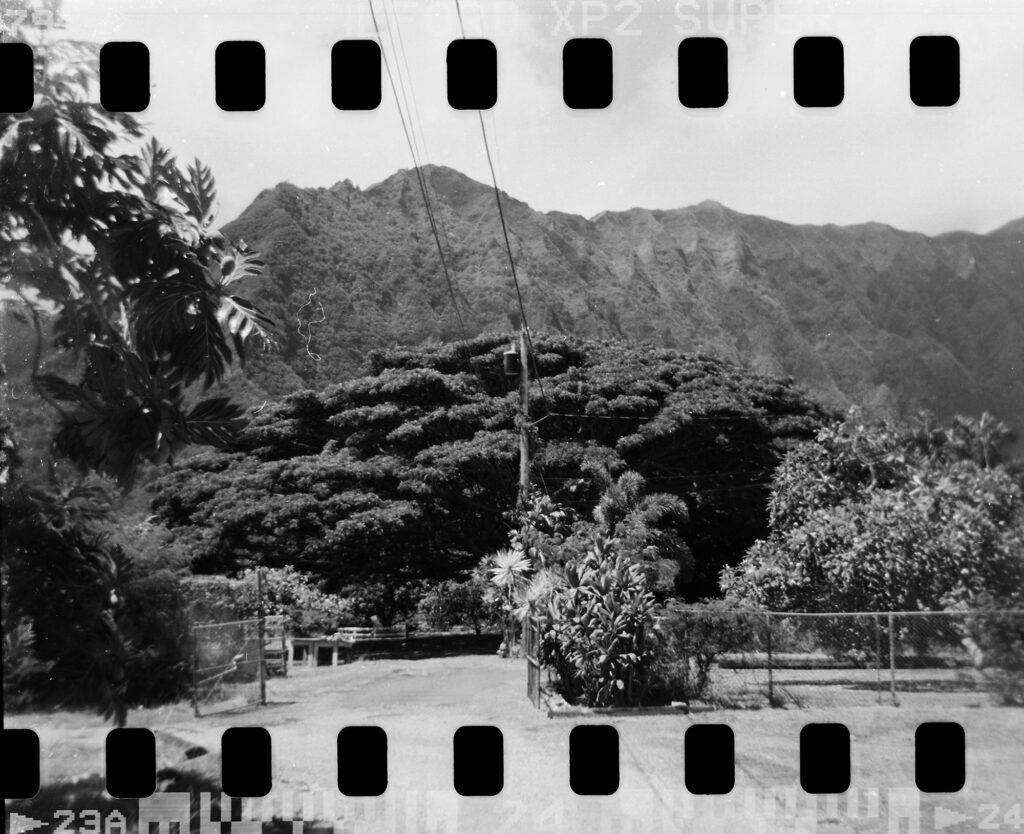 The first property in Waimānalo where child abuse allegedly took place is behind these locked gates, trees and dilapidated basketball goal photographed Tuesday, June 15, 2025, in Waimānalo. These photos are made for John Hill’s project on child abuse. The photos are of places where alleged abuse took place. (Kevin Fujii/Civil Beat/2025)
