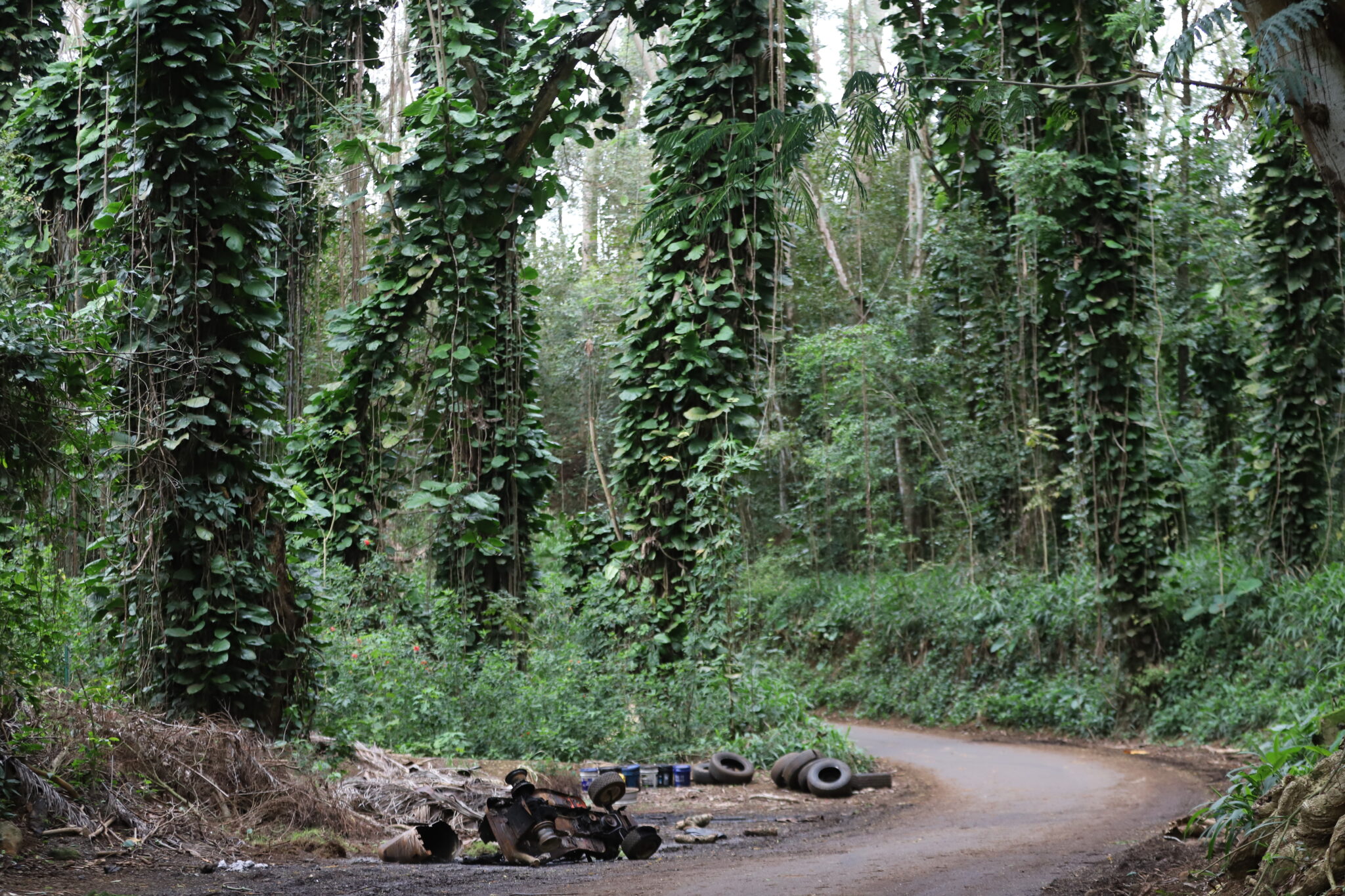 A section of Peahi Road in Haʻikū has become a notorious illegal dumping ground for batteries, auto parts, paint cans, gasoline jugs and other hazardous waste. (Erin Nolan/Civil Beat/2025)