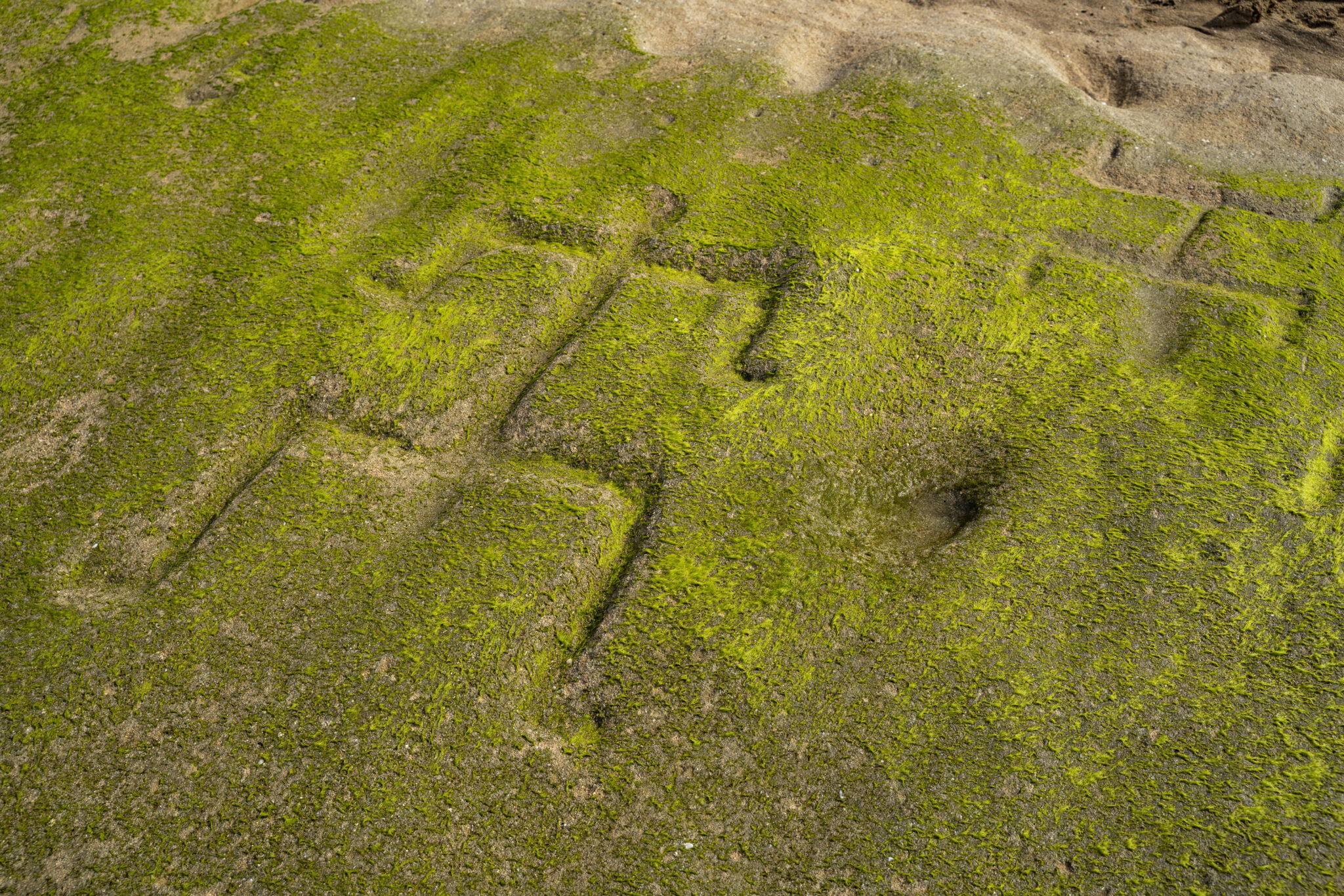 A close-up shows two of several human-shaped petroglyphs carved into the rock at Pōkaʻī Bay, July 22, 2025, in Waiʻanae. (AP Photo/Mengshin Lin/2025)
