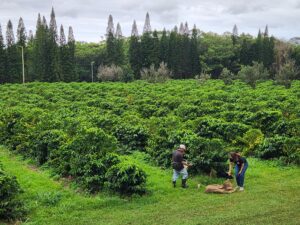 Our Food Silos Will Not Protect Hawaiʻi