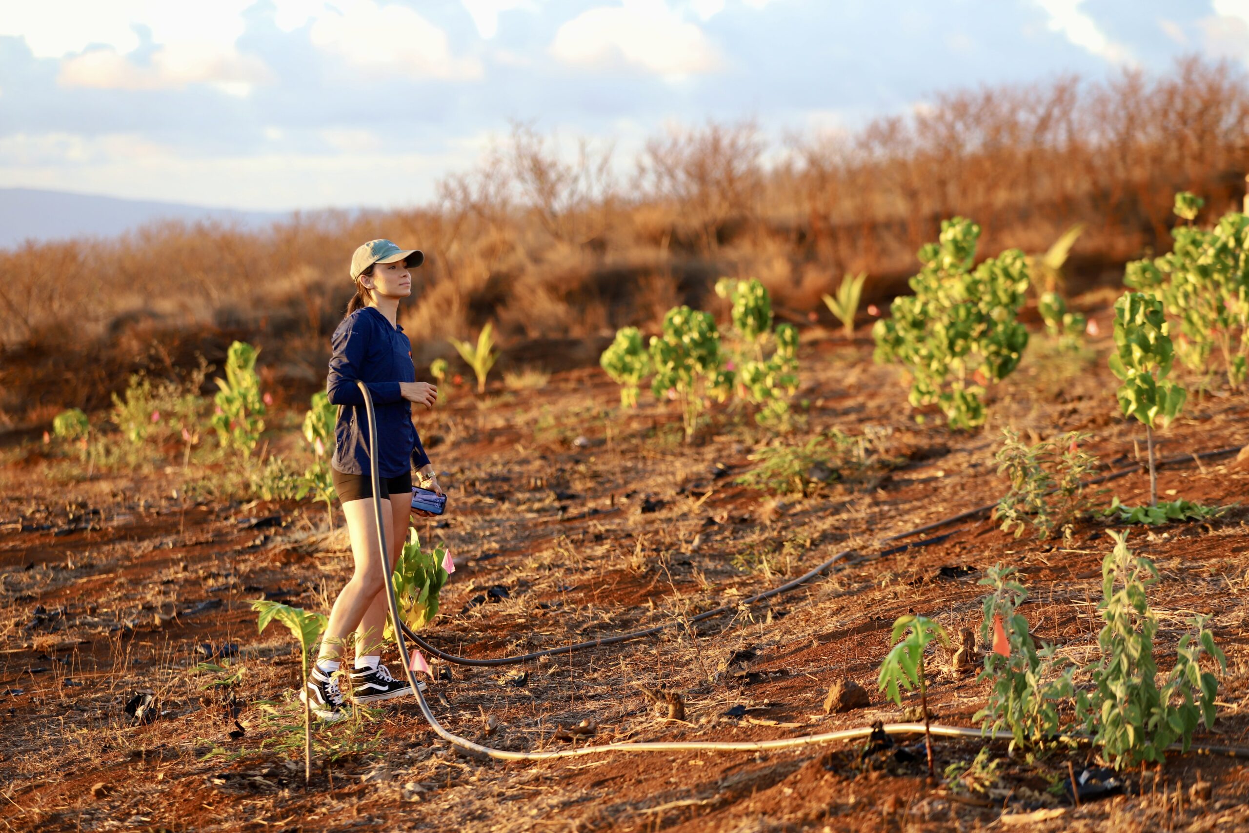Come On, Trees!' Lahaina Nonprofit Plants A Natural Firebreak