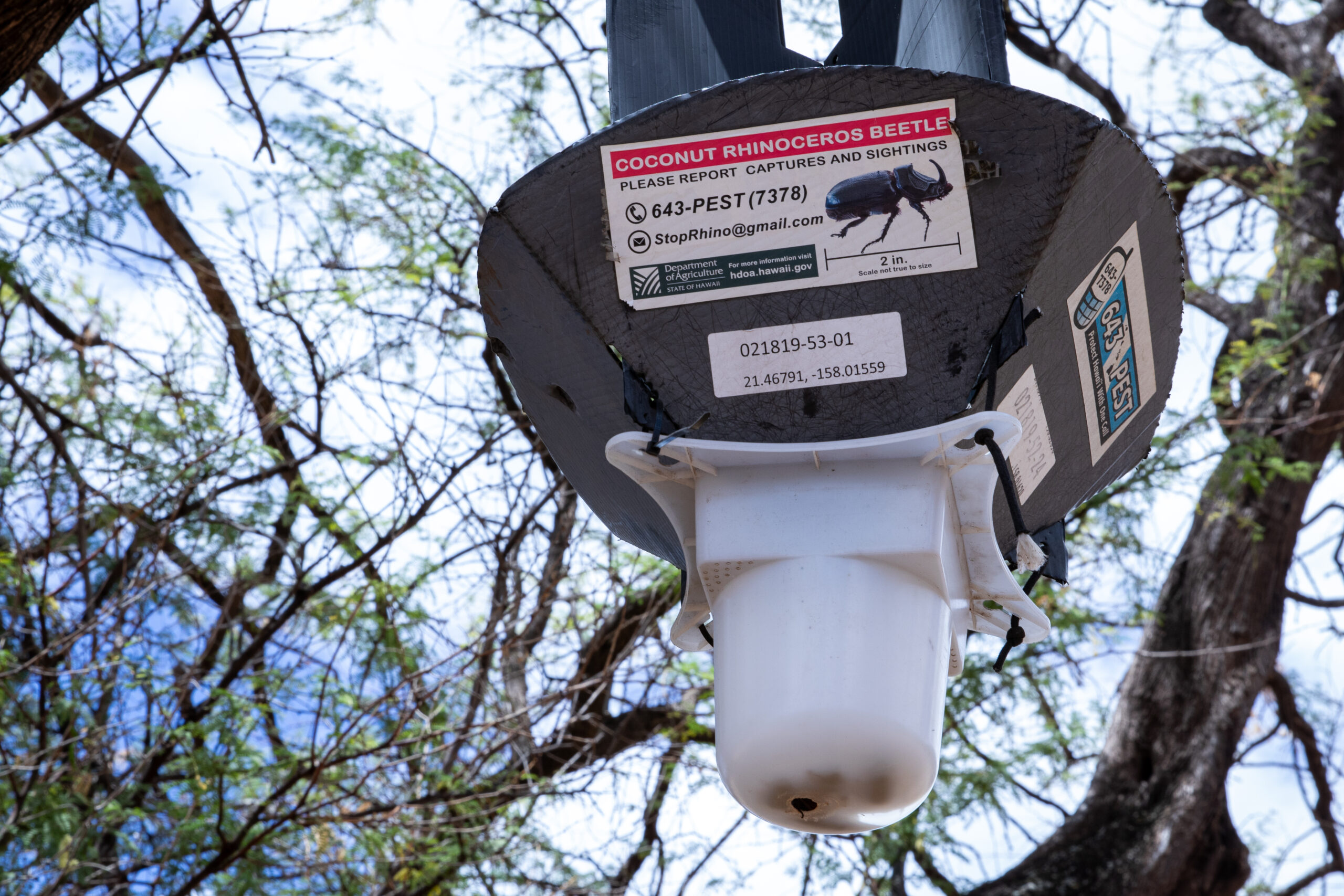 Invasive Beetles Are Overrunning Oʻahu. Could New Methods Offer Relief?