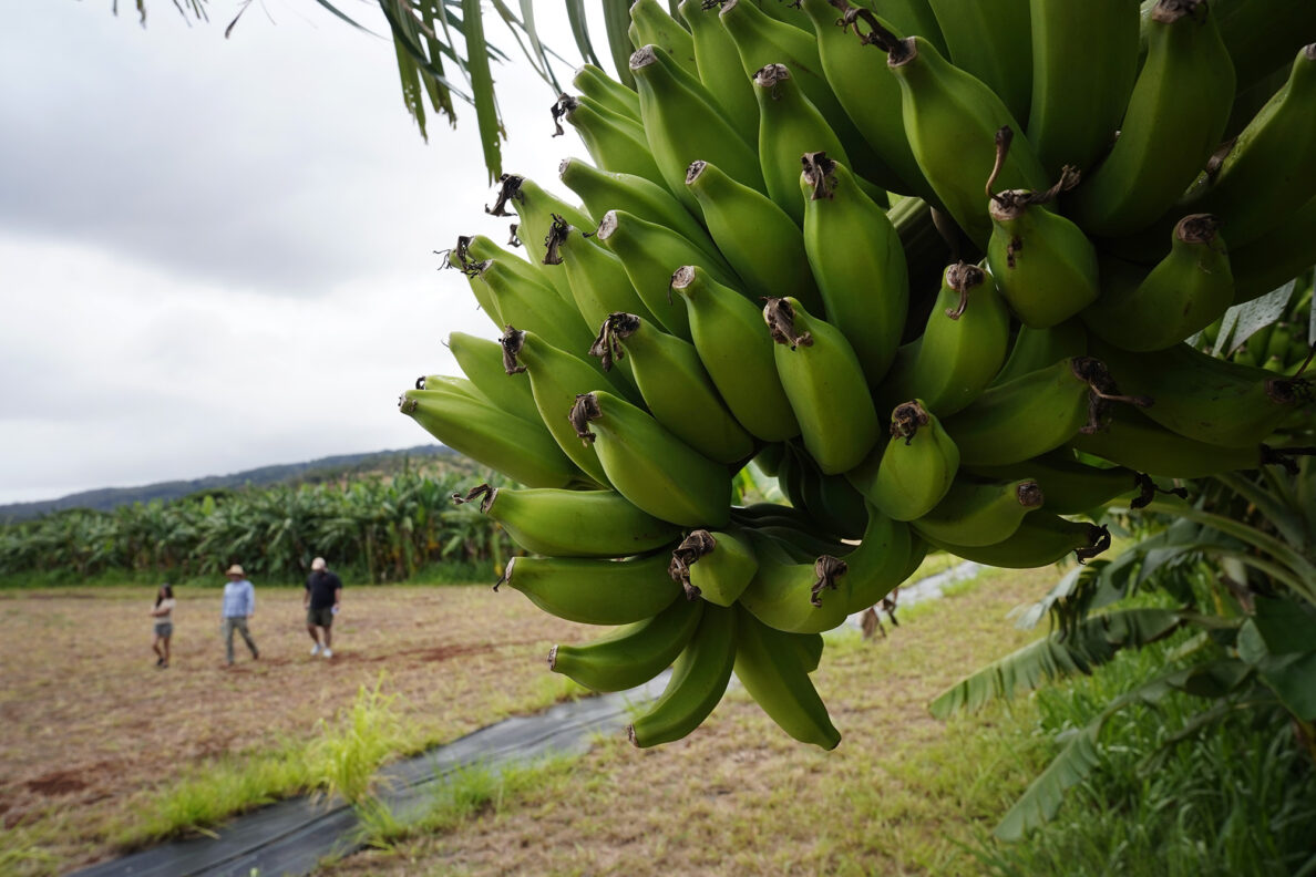 Agriculture Stewardship Hawaiʻi takes Honolulu Civil Beat on a tour of a few North Shore farms Wednesday, Oct. 1, 2025, in Waialua. Agriculture Stewardship Hawaiʻi recently completed a three-year project supporting conservation on 11 farms and ranches from Wahiawā to the North Shore, with the goal of improving water quality in the Kaukonahua sub-watershed. This effort was part of our ongoing Healthy Soils and Watersheds Program, which will launch a new project in 2026. Through these projects, agricultural producers receive financial and technical assistance to help incentivize and sustain conservation practices on their lands. (Kevin Fujii/Civil Beat/2025)