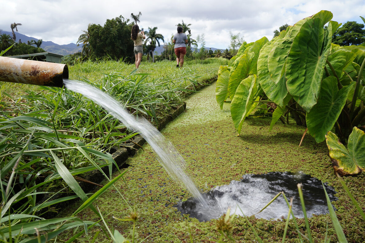 Agriculture Stewardship Hawaiʻi’s Kaliko High, left, and Nā Mea Kūpono Learning Center kalo farmer Ku‘uipo Garrido walk along the banks of a loʻi Wednesday, Oct. 1, 2025, in Waialua. Agriculture Stewardship Hawaiʻi recently completed a three-year project supporting conservation on 11 farms and ranches from Wahiawā to the North Shore, with the goal of improving water quality in the Kaukonahua sub-watershed. This effort was part of our ongoing Healthy Soils and Watersheds Program, which will launch a new project in 2026. Through these projects, agricultural producers receive financial and technical assistance to help incentivize and sustain conservation practices on their lands. (Kevin Fujii/Civil Beat/2025)