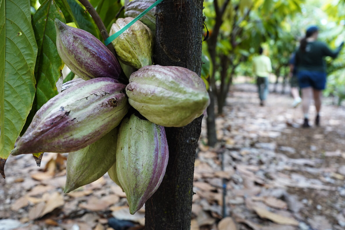 Agriculture Stewardship Hawaiʻi takes Honolulu Civil Beat on a tour of Kamananui Cacao Orchards on the North Shore Wednesday, Oct. 1, 2025, in Waialua. Agriculture Stewardship Hawaiʻi recently completed a three-year project supporting conservation on 11 farms and ranches from Wahiawā to the North Shore, with the goal of improving water quality in the Kaukonahua sub-watershed. This effort was part of our ongoing Healthy Soils and Watersheds Program, which will launch a new project in 2026. Through these projects, agricultural producers receive financial and technical assistance to help incentivize and sustain conservation practices on their lands. (Kevin Fujii/Civil Beat/2025)