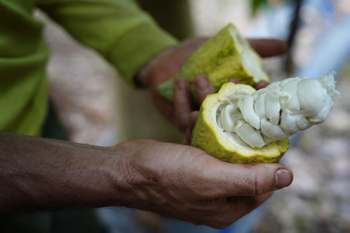 Kamananui Cacao Orchards’ Max Breen shows raw cacao during an Agriculture Stewardship Hawaiʻi tour of a few North Shore farms who benefit from their program Wednesday, Oct. 1, 2025, in Waialua. Agriculture Stewardship Hawaiʻi recently completed a three-year project supporting conservation on 11 farms and ranches from Wahiawā to the North Shore, with the goal of improving water quality in the Kaukonahua sub-watershed. This effort was part of our ongoing Healthy Soils and Watersheds Program, which will launch a new project in 2026. Through these projects, agricultural producers receive financial and technical assistance to help incentivize and sustain conservation practices on their lands. (Kevin Fujii/Civil Beat/2025)