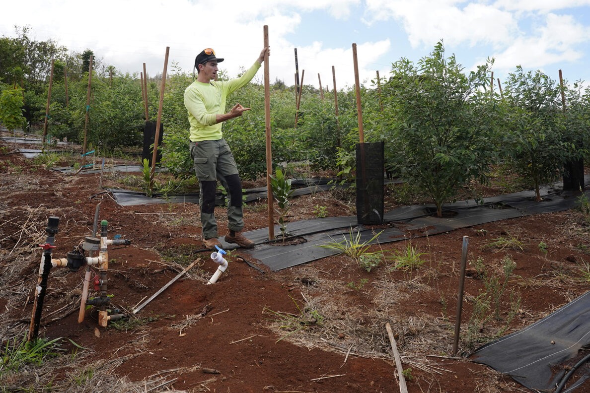 Kamananui Cacao Orchards’ Max Breen shows a newly planted section of their farm during an Agriculture Stewardship Hawaiʻi tour of a few North Shore farms who benefit from their program Wednesday, Oct. 1, 2025, in Waialua. Agriculture Stewardship Hawaiʻi recently completed a three-year project supporting conservation on 11 farms and ranches from Wahiawā to the North Shore, with the goal of improving water quality in the Kaukonahua sub-watershed. This effort was part of our ongoing Healthy Soils and Watersheds Program, which will launch a new project in 2026. Through these projects, agricultural producers receive financial and technical assistance to help incentivize and sustain conservation practices on their lands. (Kevin Fujii/Civil Beat/2025)