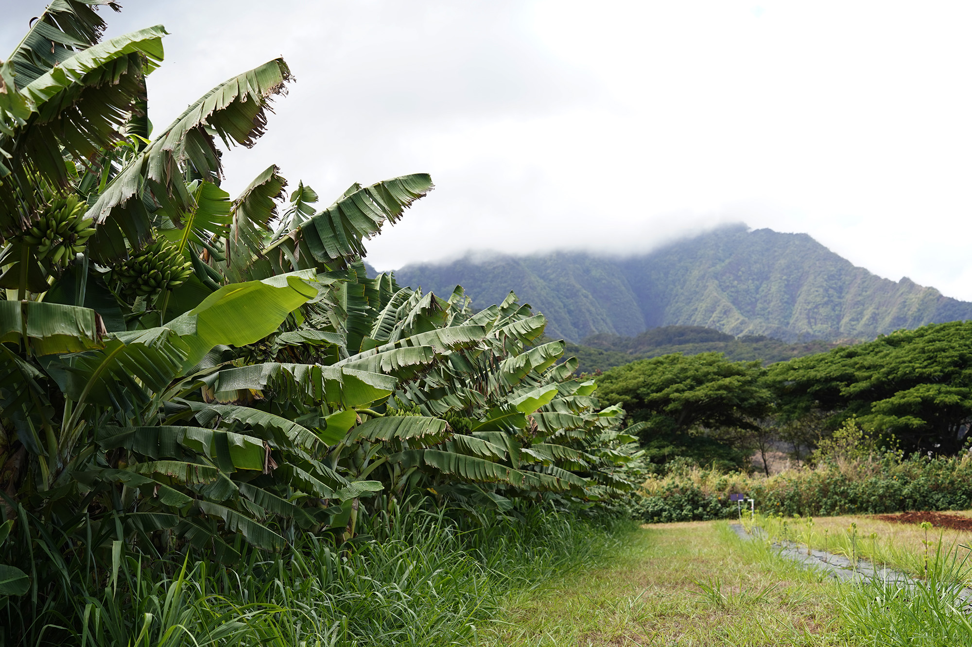Mt. Kaʻala offers a dramatic backdrop during an Agriculture Stewardship Hawaiʻi tour of a few North Shore farms Wednesday, Oct. 1, 2025, in Waialua. Agriculture Stewardship Hawaiʻi recently completed a three-year project supporting conservation on 11 farms and ranches from Wahiawā to the North Shore, with the goal of improving water quality in the Kaukonahua sub-watershed. This effort was part of our ongoing Healthy Soils and Watersheds Program, which will launch a new project in 2026. Through these projects, agricultural producers receive financial and technical assistance to help incentivize and sustain conservation practices on their lands. (Kevin Fujii/Civil Beat/2025)