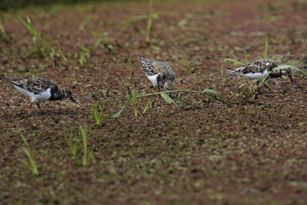 ‘Akekeke, or ruddy turnstones, forage in a loʻi at Nā Mea Kūpono Learning Center during an Agriculture Stewardship Hawaiʻi tour for Honolulu Civil Beat Wednesday, Oct. 1, 2025, in Waialua. Agriculture Stewardship Hawaiʻi recently completed a three-year project supporting conservation on 11 farms and ranches from Wahiawā to the North Shore, with the goal of improving water quality in the Kaukonahua sub-watershed. This effort was part of our ongoing Healthy Soils and Watersheds Program, which will launch a new project in 2026. Through these projects, agricultural producers receive financial and technical assistance to help incentivize and sustain conservation practices on their lands. (Kevin Fujii/Civil Beat/2025)