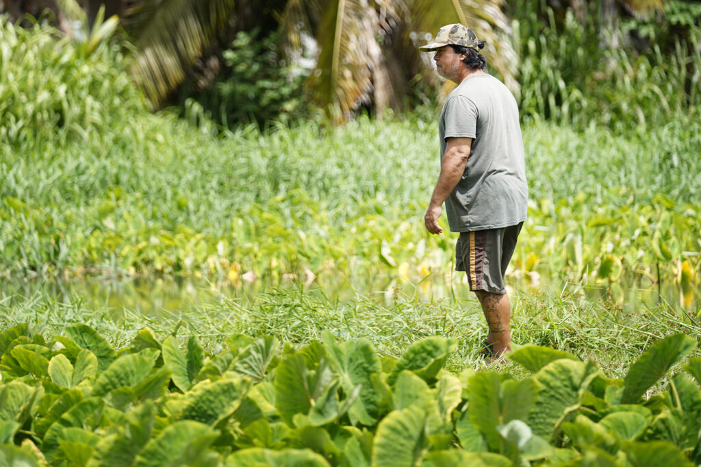 Nā Mea Kūpono Learning Center kalo farmer Steven Bolosan walks along one of his loʻi during an Agriculture Stewardship Hawaiʻi tour Wednesday, Oct. 1, 2025, in Waialua. Agriculture Stewardship Hawaiʻi recently completed a three-year project supporting conservation on 11 farms and ranches from Wahiawā to the North Shore, with the goal of improving water quality in the Kaukonahua sub-watershed. This effort was part of our ongoing Healthy Soils and Watersheds Program, which will launch a new project in 2026. Through these projects, agricultural producers receive financial and technical assistance to help incentivize and sustain conservation practices on their lands. (Kevin Fujii/Civil Beat/2025)