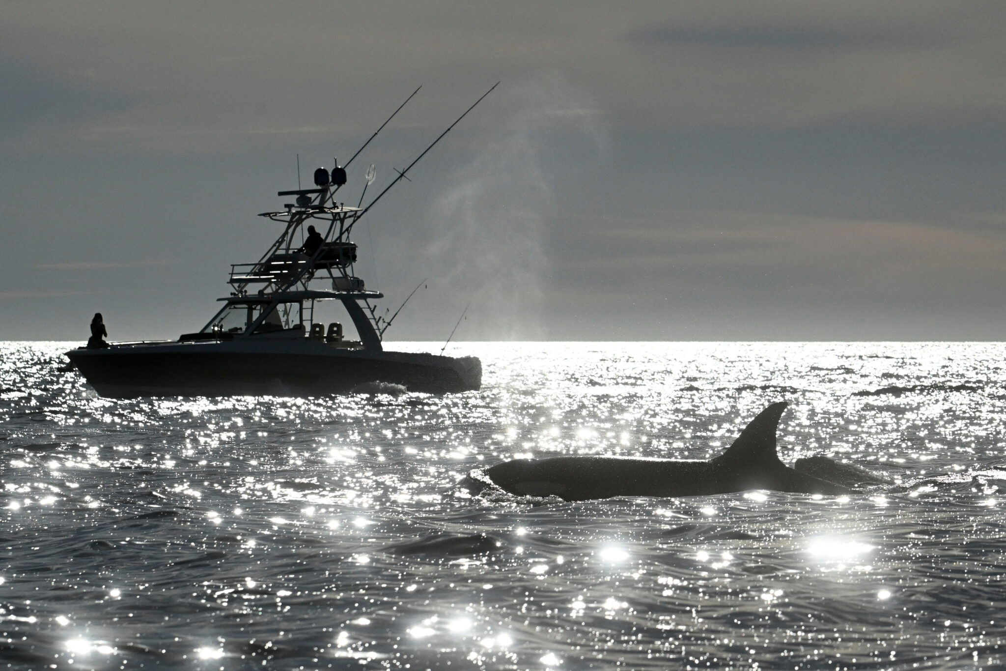 FILE - Two orcas surface near a fishing boat off of Point Loma Monday Jan. 29, 2024, in San Diego. (AP Photo/Denis Poroy, File)
