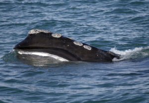 Ocean Speed Limits Protect Endangered Right Whales. Trump Wants To Weaken Them