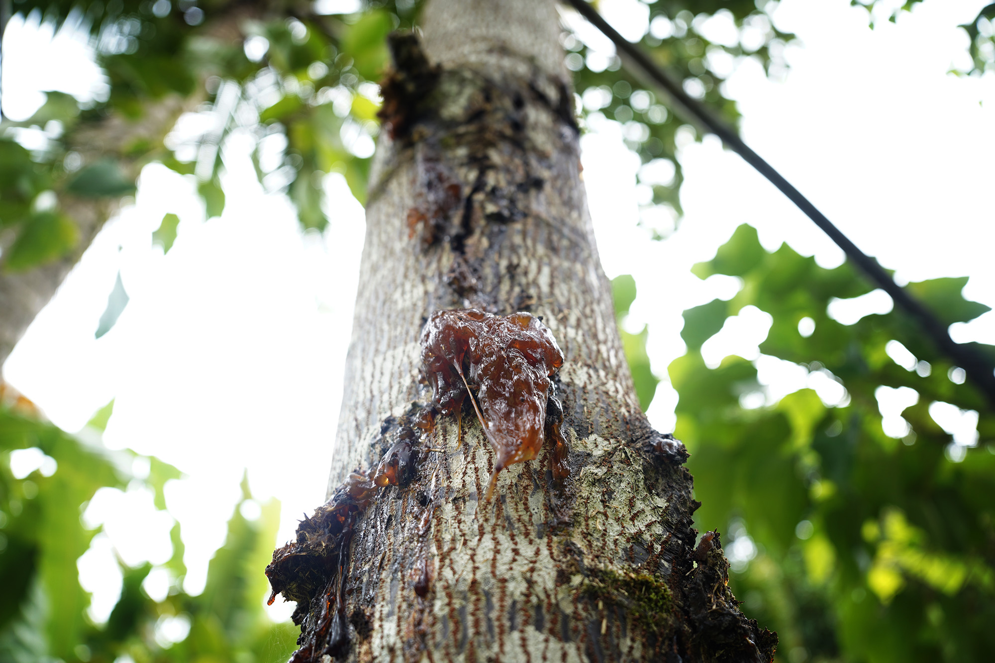 Queensland Longhorn Beetle damage injures a tree on Debbie Ward’s farm Friday, Oct. 31, 2025, in Puna. QLB are destroying farms in Puna and they're marching northward along the Hāmākua coast. (Kevin Fujii/Civil Beat/2025)