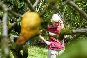 Another Destructive Beetle Is Spreading, Killing Hawaiʻi’s Trees