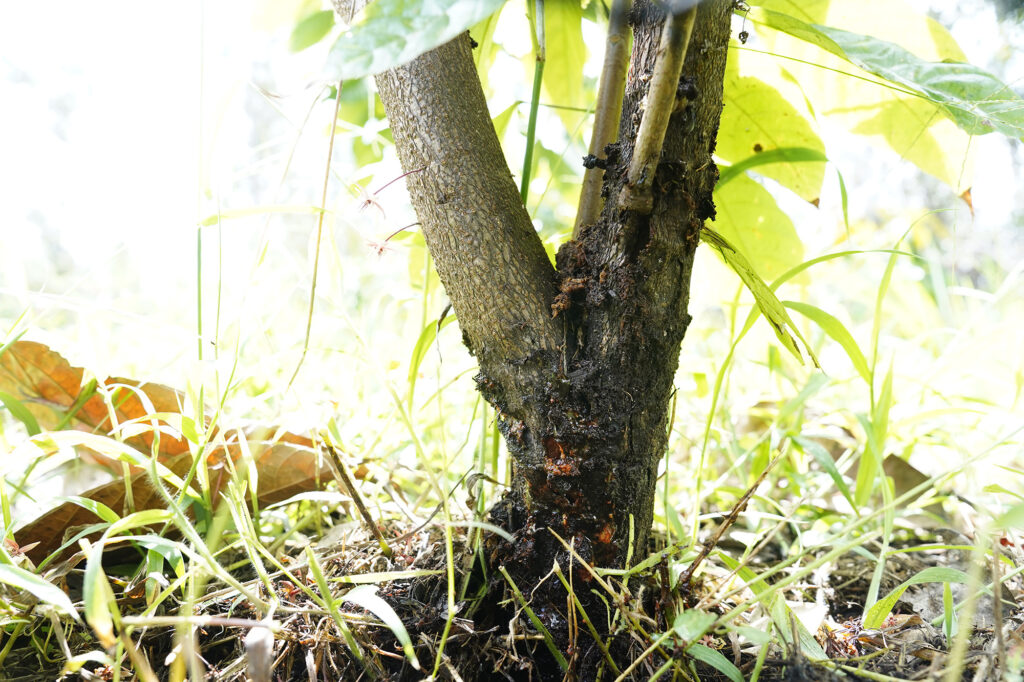 Queensland Longhorn Beetles damage Christel Tomlinson’s cacao and kukui trees on her property Thursday, Oct. 30, 2025, in Puna. QLB are destroying crops in Puna and they're marching northward along the Hāmākua coast. (Kevin Fujii/Civil Beat/2025)