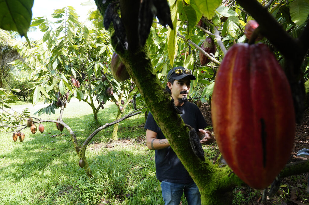 Daeus Bencomo, East Hawaii Cacao Association Vice President and Farm Manager at Lavaloha Chocolate, talks about the damage Queensland Longhorn Beetles are doing to his crops Thursday, Oct. 30, 2025, in Hilo. QLB are destroying crops in Hilo and they're marching northward along the Hāmākua coast. (Kevin Fujii/Civil Beat/2025)