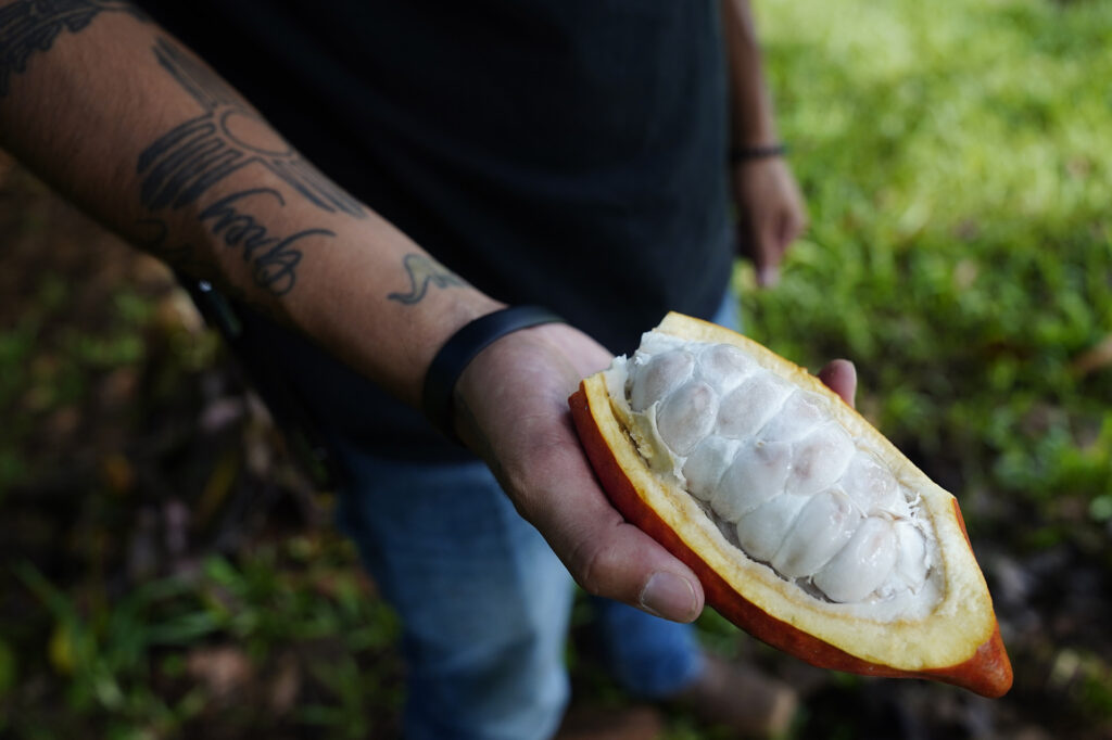 Daeus Bencomo, East Hawaii Cacao Association Vice President and Farm Manager at Lavaloha Chocolate, cuts open a cacao seed pod while talking about the damage Queensland Longhorn Beetles are doing to his crops Thursday, Oct. 30, 2025, in Hilo. QLB are destroying crops in Hilo and they're marching northward along the Hāmākua coast. (Kevin Fujii/Civil Beat/2025)