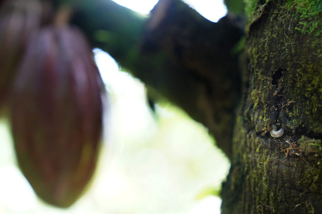A Queensland Longhorn Beetle larvae eats away at a cacao tree Thursday, Oct. 30, 2025, in Hilo. QLB are destroying farms from Puna northward along the Hāmākua coast. (Kevin Fujii/Civil Beat/2025)