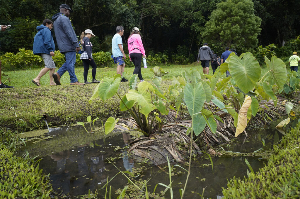 The Department of Land and Natural Resources’ (DLNR) Commission on Water Resource Management (CWRM) and the Honolulu Board of Water Supply tour passes a loʻi at Papahana Kuaola Monday, Nov. 10, 2025, in Kāneʻohe. (Kevin Fujii/Civil Beat/2025)