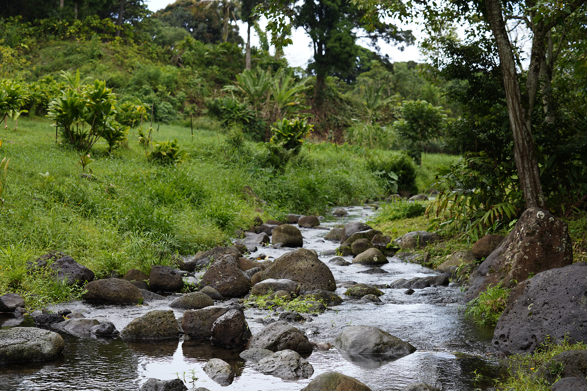 A stream flows during the Department of Land and Natural Resources’ (DLNR) Commission on Water Resource Management (CWRM) and the Honolulu Board of Water Supply visit to Papahana Kuaola Monday, Nov. 10, 2025, in Kāneʻohe. (Kevin Fujii/Civil Beat/2025)