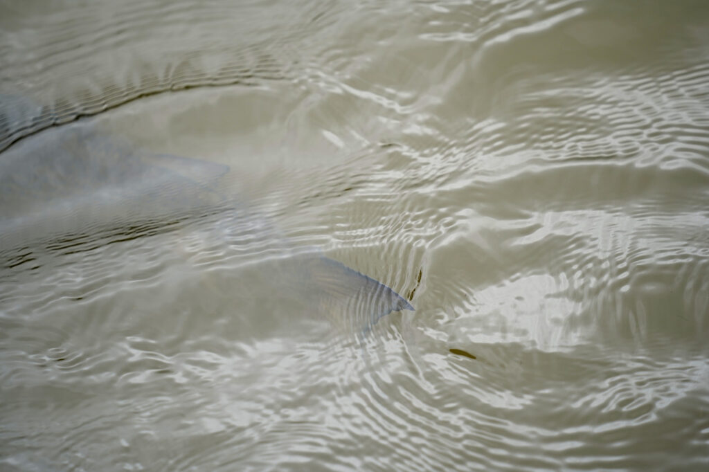 An anae or 'ama'ama, full-size mullet, swims into the wai current flowing into the Heʻeia Fishpond during a Department of Land and Natural Resources’ (DLNR) Commission on Water Resource Management (CWRM) and the Honolulu Board of Water Supply visit to multiple windward agriculture institutions Monday, Nov. 10, 2025, in Kāneʻohe. (Kevin Fujii/Civil Beat/2025)