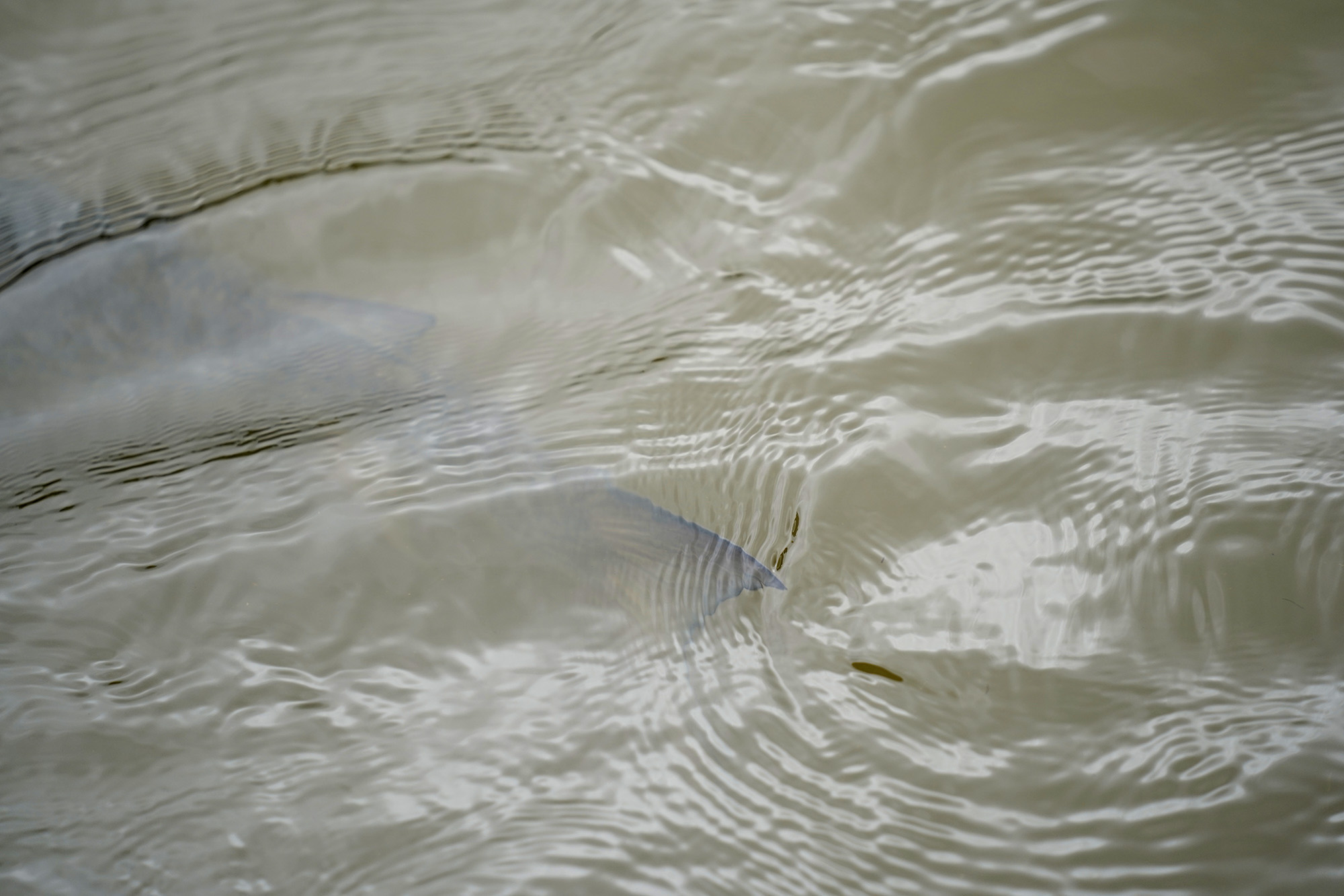 An anae or 'ama'ama, full-size mullet, swims into the wai current flowing into the Heʻeia Fishpond during a Department of Land and Natural Resources’ (DLNR) Commission on Water Resource Management (CWRM) and the Honolulu Board of Water Supply visit to multiple windward agriculture institutions Monday, Nov. 10, 2025, in Kāneʻohe. (Kevin Fujii/Civil Beat/2025)