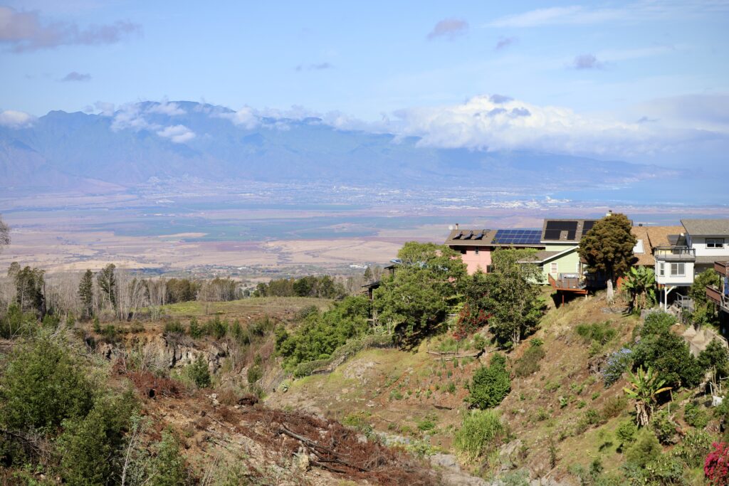 Kula Community Watershed Alliance has been working to remove invasive species from the area of Kula that burned during a wildfire in 2023. The nonprofit has slowly been revegetating the landscape with native plants,  including some which are grown in greenhouses built by volunteers. (Erin Nolan/Civil Beat/2025)