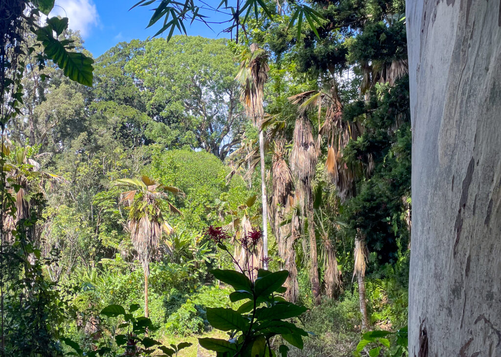A group of Loulu palms center of the Wahiawā Botanical Garden have been impacted by coconut rhinoceros beetle leading to trail closures. (Leilani Combs/Civil Beat/2025)