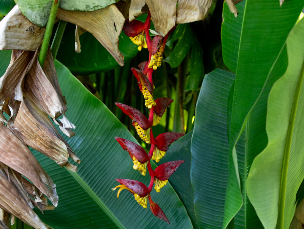 Heliconia collinsiana, a type of lobster claw plant in the Wahiawā Botanical Gardens. (Leilani Combs/Civil Beat/2025)