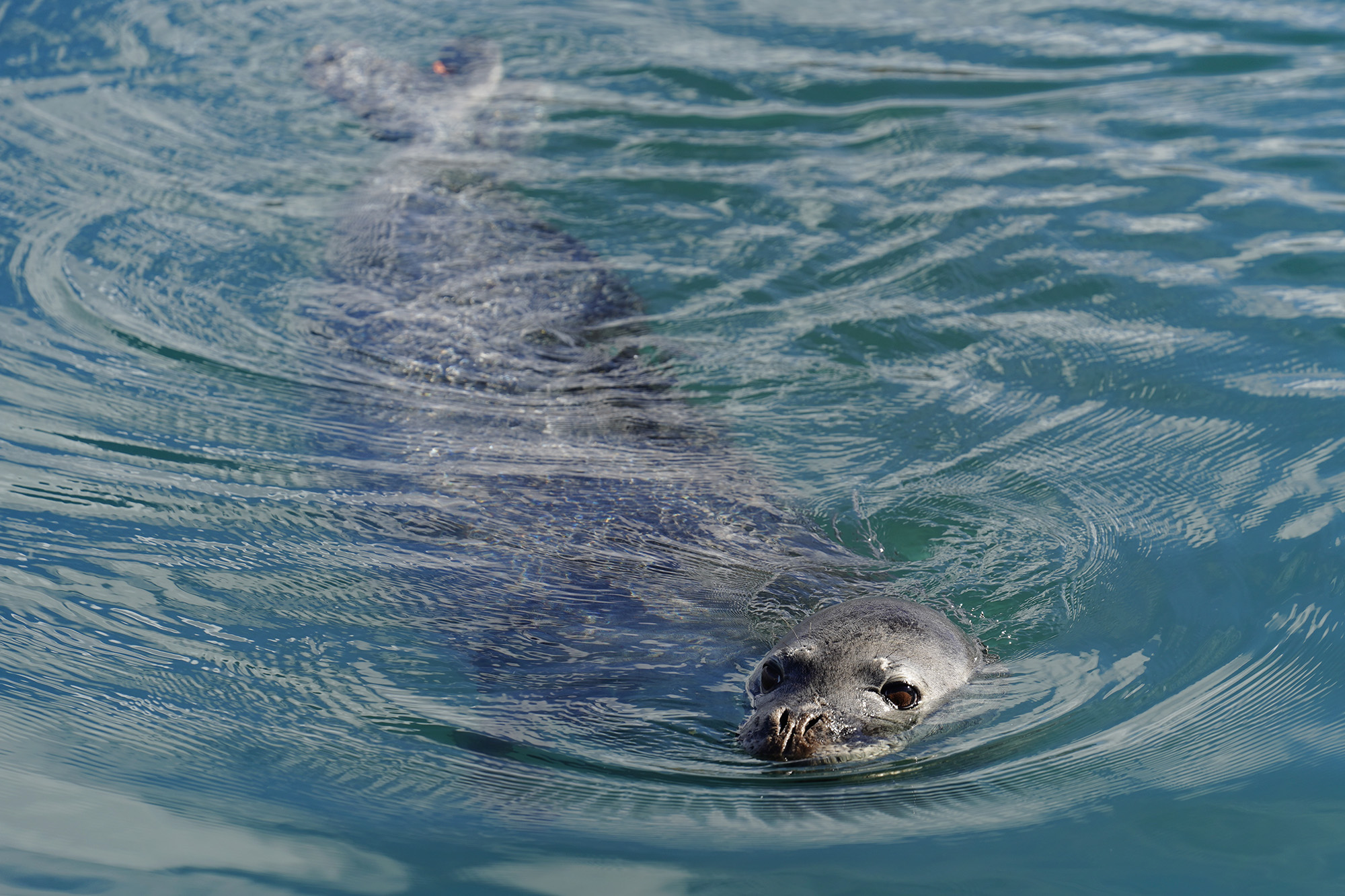 People Usually Get Away With Harming Hawai‘i’s Seals Despite Tourist Case