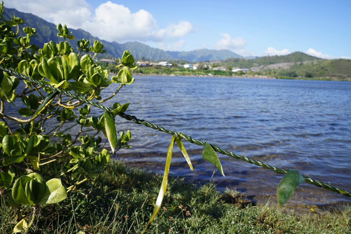 A lei circles the He‘eia loko i‘a (fishpond) as Paepae O He‘eia hosts Moʻokuapā Saturday, Dec. 13, 2025, in Kāneʻohe. 2,000 volunteers joined the Moʻokuapā community work day to finish the wall of the 800-year-old He‘eia loko i‘a (fishpond). Volunteers also brought lei which organizers reported could circle the 88-acre fishpond three times. (Kevin Fujii/Civil Beat/2025)