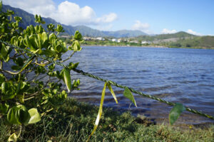 Neal Milner: A Tale Of Two Fishponds Says A Lot About Cultural Restoration