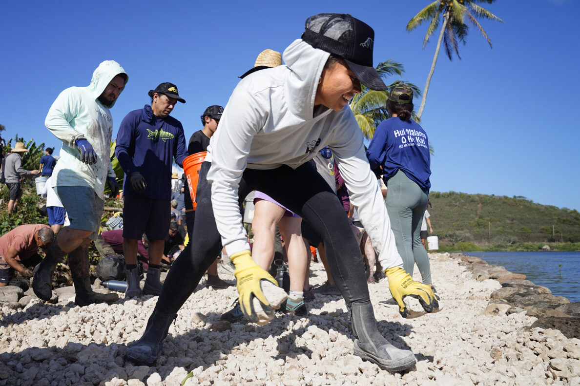 Moʻokuapā volunteer Seaenna Correa-Garcia with Moku O Lo‘e spreads ko‘a (coral) on the newly built He‘eia Loko i‘a Saturday, Dec. 13, 2025, in Kāneʻohe. 2,000 volunteers joined the Moʻokuapā community work day to finish the wall of the 800-year-old He‘eia loko i‘a (fishpond). (Kevin Fujii/Civil Beat/2025)