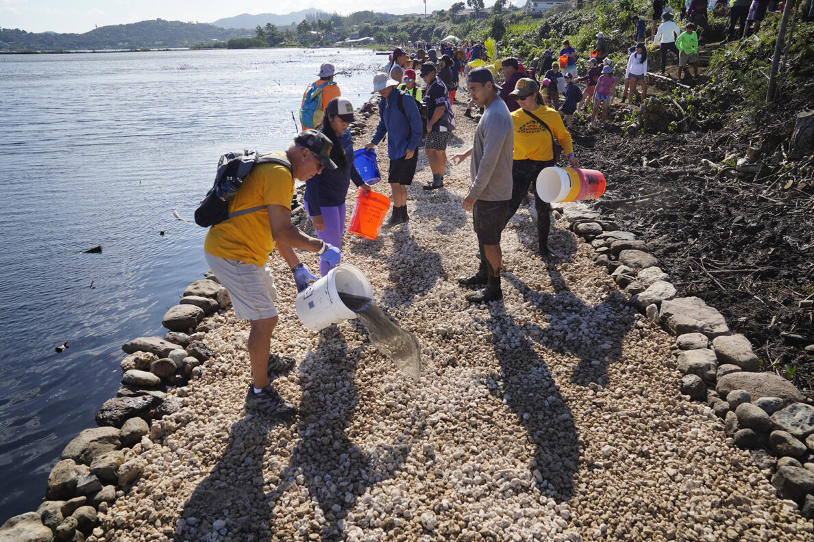 Moʻokuapā volunteers pour water on ko‘a (coral) after spreading it atop the new He‘eia Loko I‘a wall Saturday, Dec. 13, 2025, in Kāneʻohe. 2,000 volunteers joined the Moʻokuapā community work day to finish the wall of the 800-year-old He‘eia loko i‘a (fishpond). (Kevin Fujii/Civil Beat/2025)