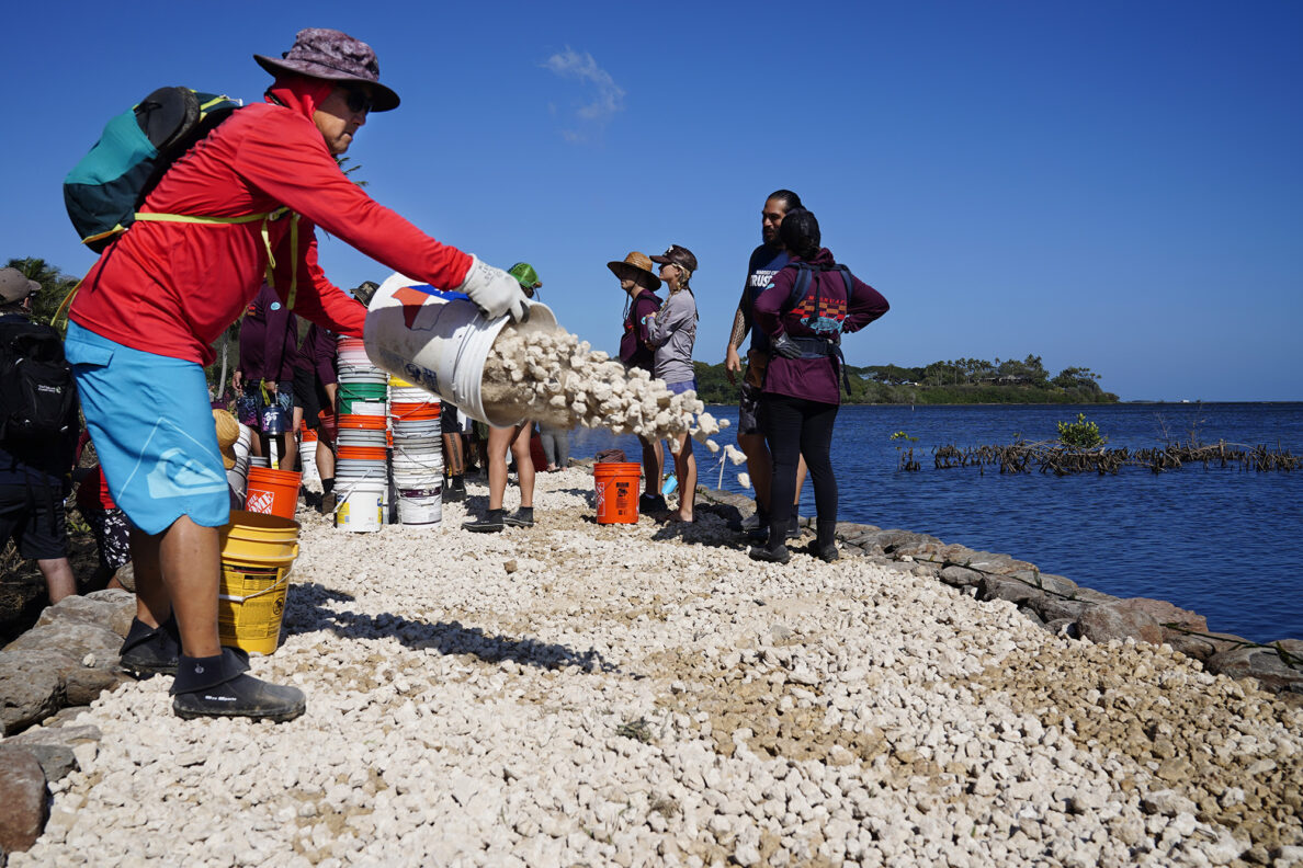Department of Land and Natural Resources Division of Aquatic Resources Senior Coral Specialist Norton Chan spreads ko‘a (coral) during the Paepae O He‘eia Moʻokuapā event Saturday, Dec. 13, 2025, in Kāneʻohe. 2,000 volunteers joined the Moʻokuapā community work day to finish the wall of the 800-year-old He‘eia loko i‘a (fishpond). (Kevin Fujii/Civil Beat/2025)