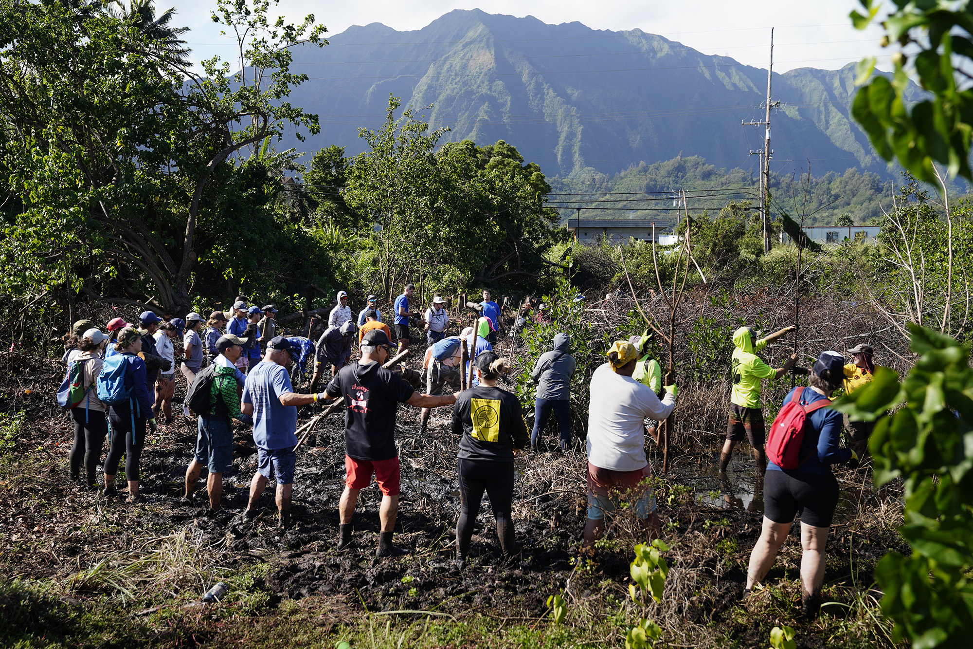 Moʻokuapā volunteers laulima (work together to move) wood and branches at He‘eia Loko I‘a Saturday, Dec. 13, 2025, in Kāneʻohe. 2,000 volunteers joined the Moʻokuapā community work day to finish the wall of the 800-year-old He‘eia loko i‘a (fishpond). (Kevin Fujii/Civil Beat/2025)