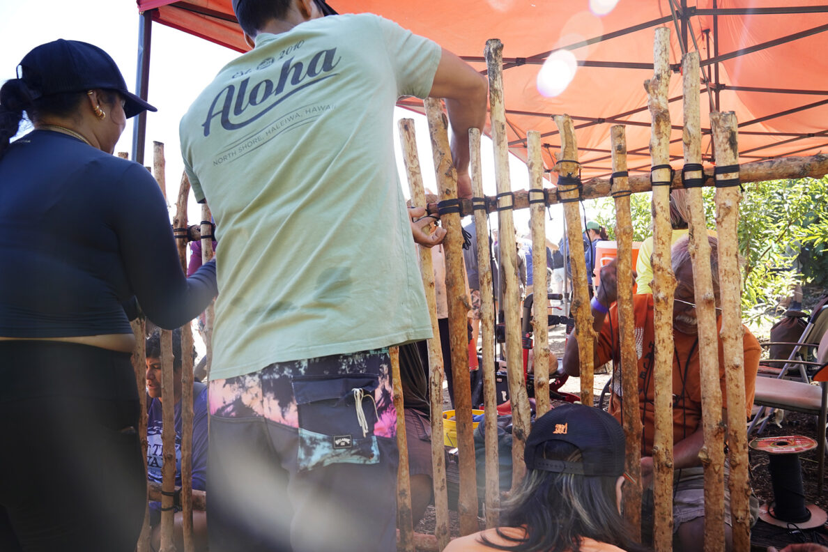 A new mākāhā (sluice gate placed between wai (fresh water) outlet and kai (salt water) is lashed together during the Moʻokuapā event at He‘eia Loko I‘a Saturday, Dec. 13, 2025, in Kāneʻohe. 2,000 volunteers joined the Moʻokuapā community work day to finish the wall of the 800-year-old He‘eia loko i‘a (fishpond). (Kevin Fujii/Civil Beat/2025)