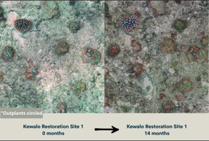 Reattached coral recovery in the Kewalo Basin Site 1 (Courtesy of Kulean Coral Restoration)