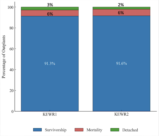 Recovery data from Kuleana Coral Restoration on the percentage of reattached corals or out plants. (Courtesy of Kuleana Coral)