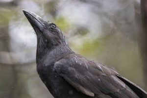 Hawaiʻi’s Critically Endangered Crow Is Soaring In Maui Forests