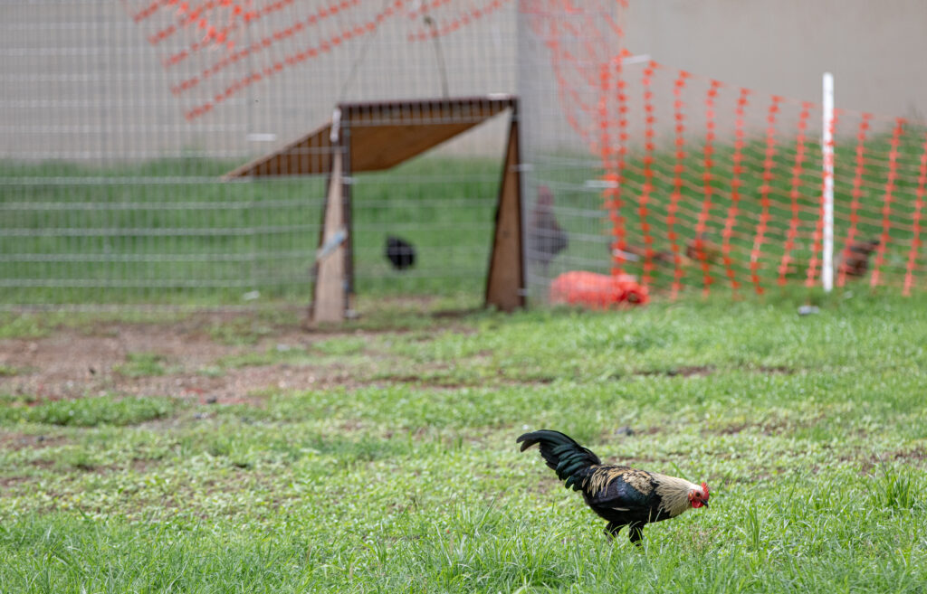A lone rooster wanders around a cage set by the Department of Fish and Wildlife that was meant to trap them. (Leilani Combs/Civil Beat/2026)