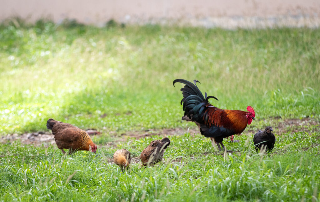 A healthy family of feral chickens make the most of their private estate. (Leilani Combs/Civil Beat/2026)