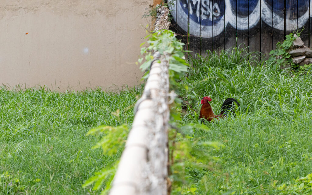 The chickens in the HECO lot appear to split their time between there and a small alley lot owned by the city. (Leilani Combs/Civil Beat/2026)