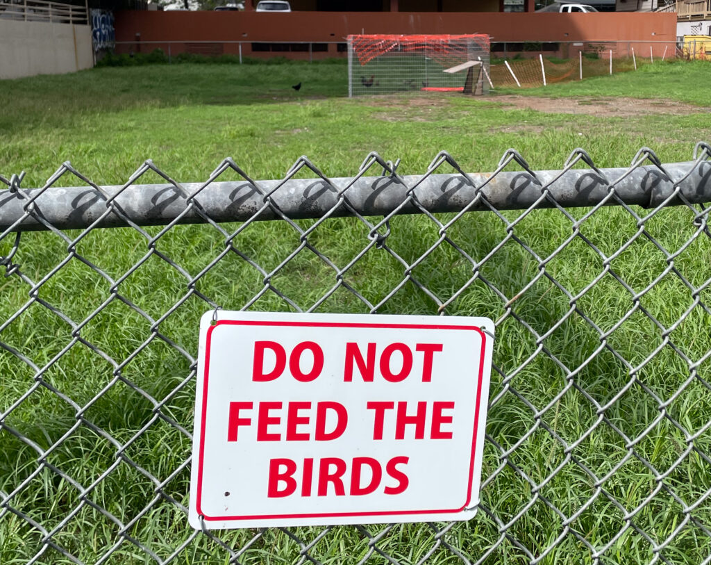 Waikīkī Roosters Remain At Large, For Now