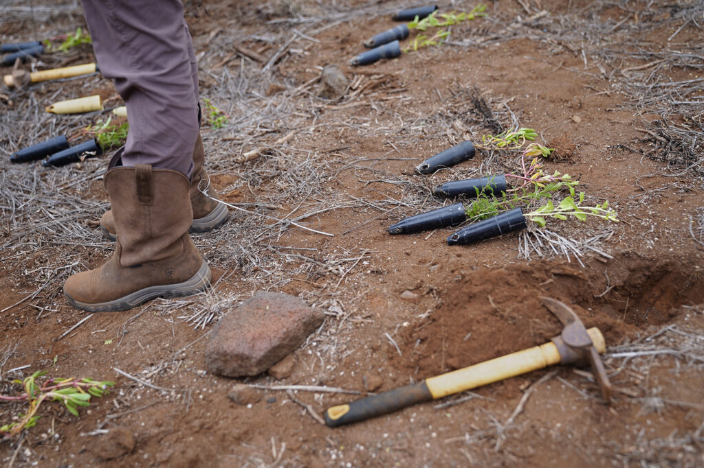 Protect Kahoʻolawe ʻOhana (PKO) returns for a short trip to plant native vegetation Monday, Jan. 5, 2026, in Hakioawa. PKO celebrates the 50th year of sovereign land. (Kevin Fujii/Civil Beat/2026)