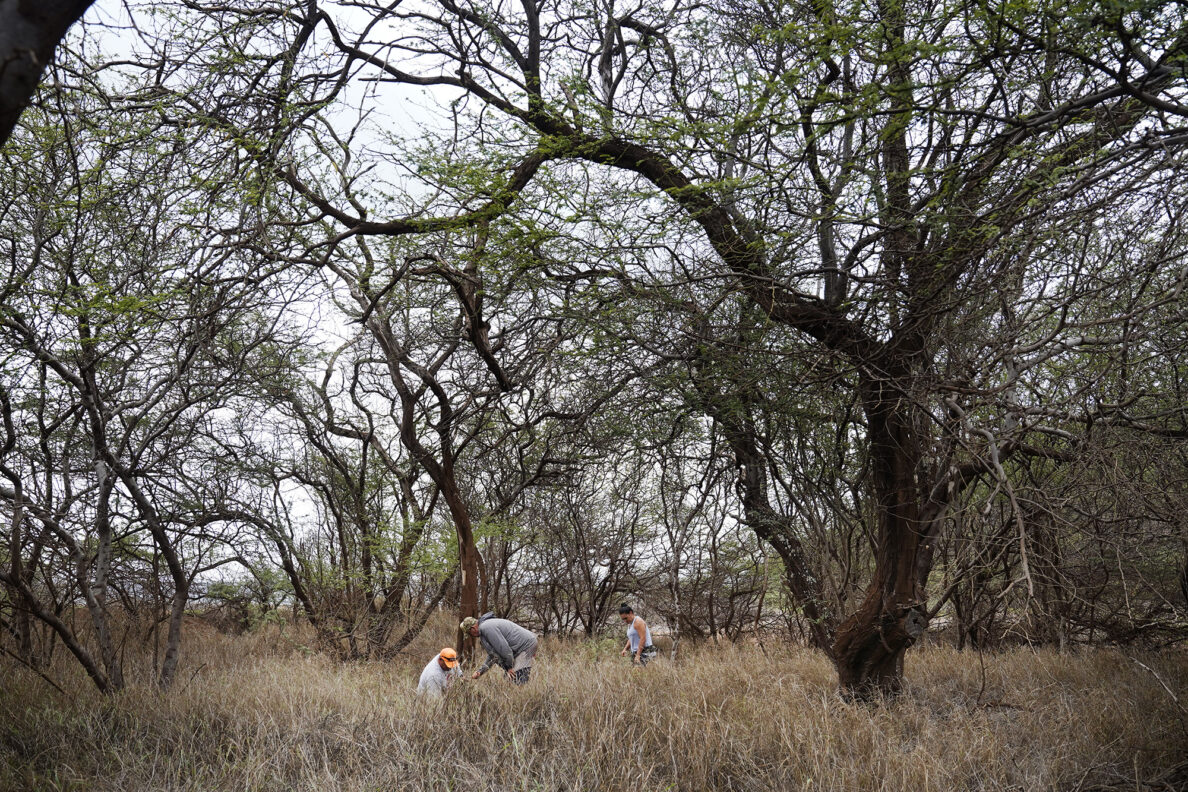 Protect Kahoʻolawe ʻOhana (PKO) CJ Elizares, from left, Lopaka Aiwohi and Nāmaka Whitehead prepare an area for planting native plants Monday, Jan. 5, 2026, in Hakioawa. PKO celebrates the 50th year of sovereign land. (Kevin Fujii/Civil Beat/2026)