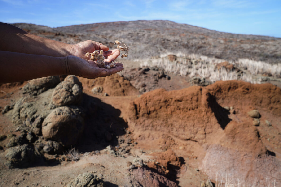 Protect Kahoʻolawe ʻOhana (PKO) prepare to release seeds Tuesday, Jan. 6, 2026, in Hakioawa. A site mauka and upwind from camp was chosen to prevent erosion and spread more seeds toward camp. (Kevin Fujii/Civil Beat/2026)